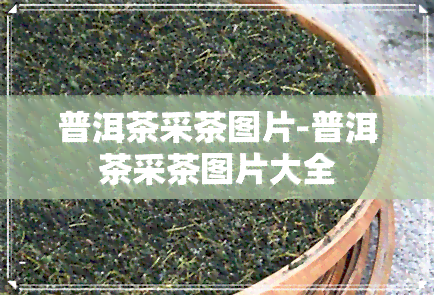 普洱茶采茶图片-普洱茶采茶图片大全