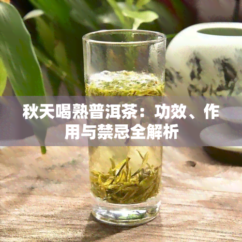 秋天喝熟普洱茶：功效、作用与禁忌全解析