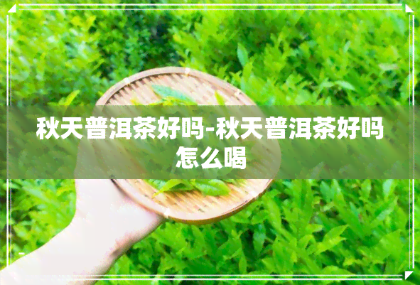 秋天普洱茶好吗-秋天普洱茶好吗怎么喝