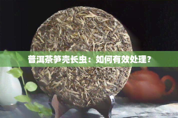 普洱茶笋壳长虫：如何有效处理？