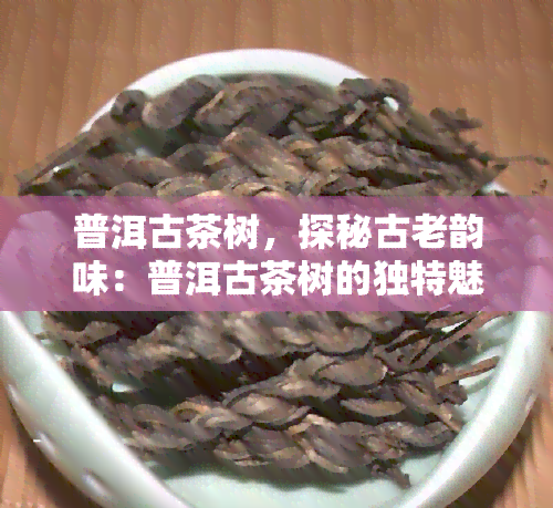 普洱古茶树，探秘古老韵味：普洱古茶树的独特魅力