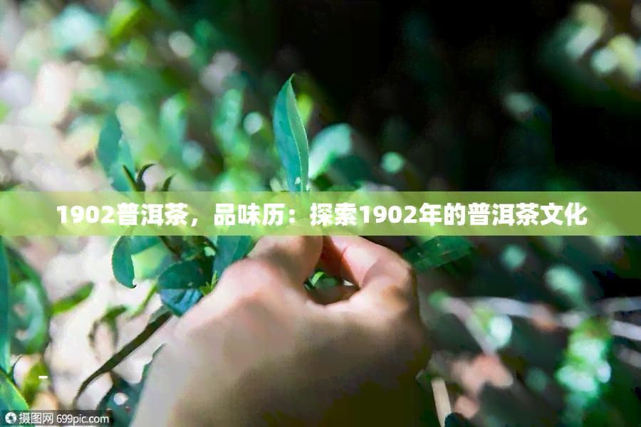 1902普洱茶，品味历：探索1902年的普洱茶文化