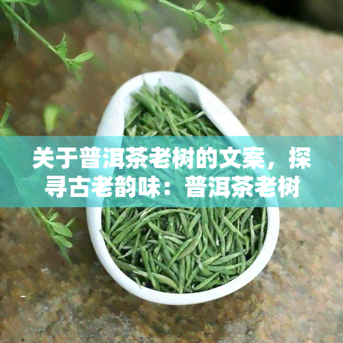 关于普洱茶老树的文案，探寻古老韵味：普洱茶老树的魅力解析