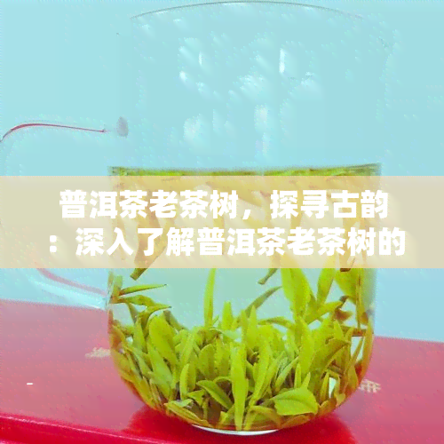 普洱茶老茶树，探寻古韵：深入了解普洱茶老茶树的魅力