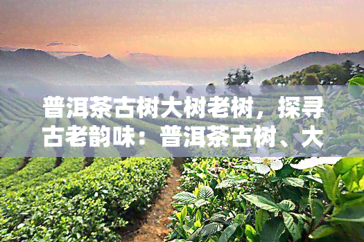 普洱茶古树大树老树，探寻古老韵味：普洱茶古树、大树与老树的比较研究