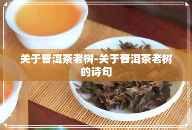 关于普洱茶老树-关于普洱茶老树的诗句