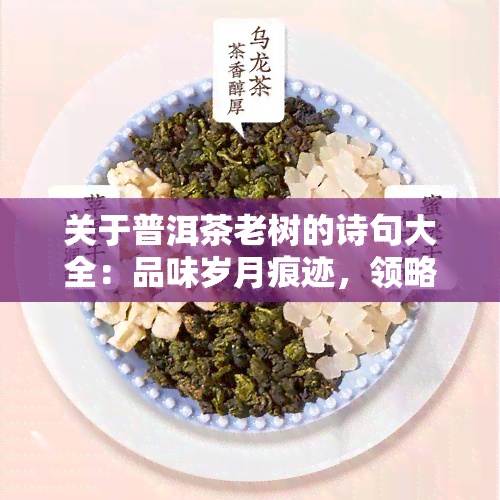 关于普洱茶老树的诗句大全：品味岁月痕迹，领略古韵风情