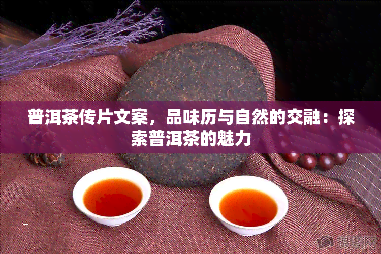 普洱茶传片文案，品味历与自然的交融：探索普洱茶的魅力