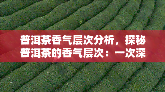 普洱茶香气层次分析，探秘普洱茶的香气层次：一次深入的分析