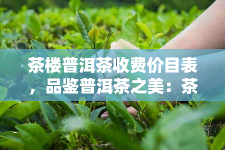 茶楼普洱茶收费价目表，品鉴普洱茶之美：茶楼收费价目表一览