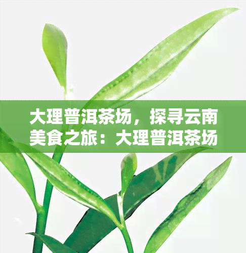 大理普洱茶场，探寻云南美食之旅：大理普洱茶场的魅力与特色