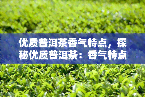 优质普洱茶香气特点，探秘优质普洱茶：香气特点解析