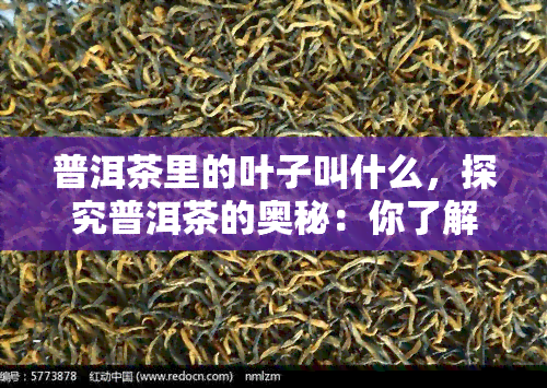 普洱茶里的叶子叫什么，探究普洱茶的奥秘：你了解茶叶的名称吗？