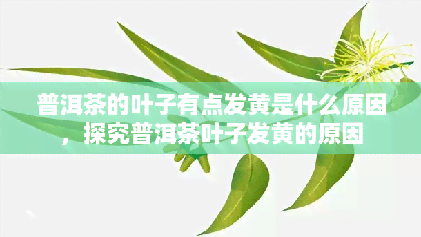 普洱茶的叶子有点发黄是什么原因，探究普洱茶叶子发黄的原因