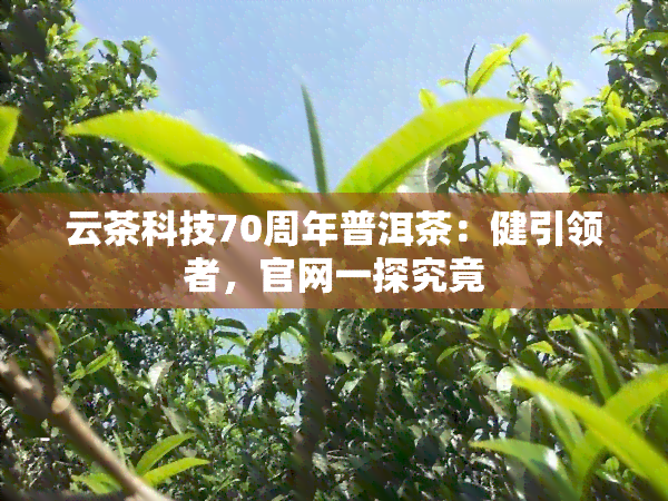 云茶科技70周年普洱茶：健引领者，官网一探究竟