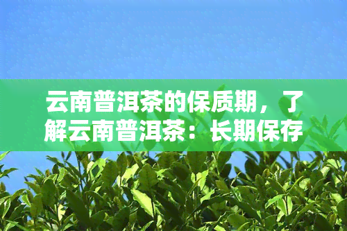 云南普洱茶的保质期，了解云南普洱茶：长期保存的实践和保质期