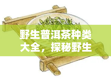 野生普洱茶种类大全，探秘野生普洱茶的世界：种类大全详解