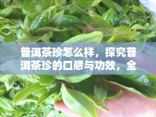 普洱茶珍怎么样，探究普洱茶珍的口感与功效，全面了解它的魅力所在！