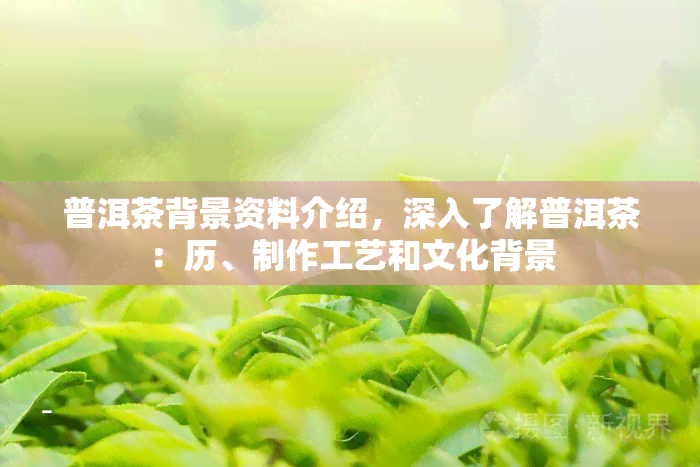 普洱茶背景资料介绍，深入了解普洱茶：历、制作工艺和文化背景