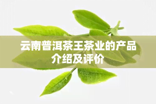 云南普洱茶王茶业的产品介绍及评价