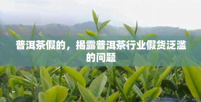 普洱茶假的，揭露普洱茶行业假货泛滥的问题