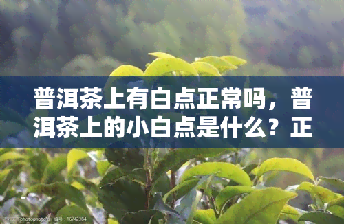 普洱茶上有白点正常吗，普洱茶上的小白点是什么？正常吗？