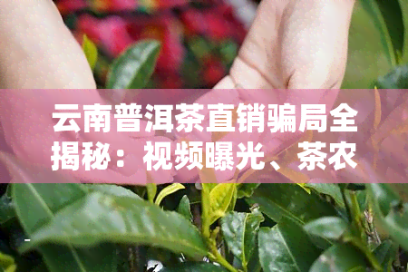 云南普洱茶直销骗局全揭秘：视频曝光、茶农直销，谨防被骗！