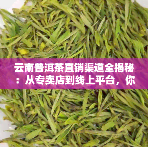 云南普洱茶直销渠道全揭秘：从专卖店到线上平台，你不可错过的购茶之道