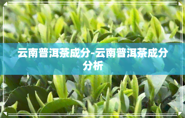 云南普洱茶成分-云南普洱茶成分分析