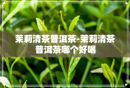 茉莉清茶普洱茶-茉莉清茶普洱茶哪个好喝