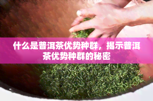 什么是普洱茶优势种群，揭示普洱茶优势种群的秘密