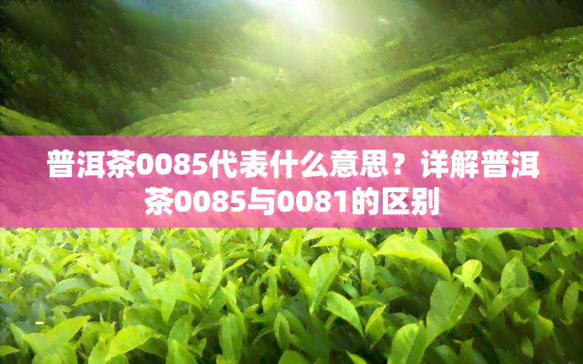 普洱茶0085代表什么意思？详解普洱茶0085与0081的区别