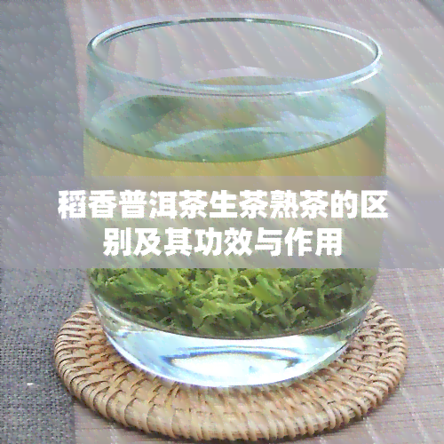 稻香普洱茶生茶熟茶的区别及其功效与作用