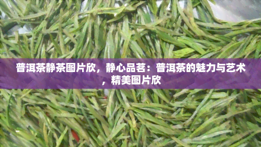 普洱茶静茶图片欣，静心品茗：普洱茶的魅力与艺术，精美图片欣