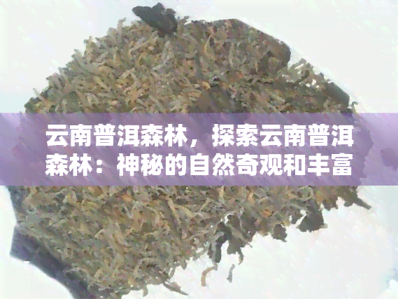 云南普洱森林，探索云南普洱森林：神秘的自然奇观和丰富的生物多样性