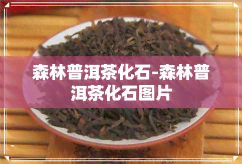 森林普洱茶化石-森林普洱茶化石图片