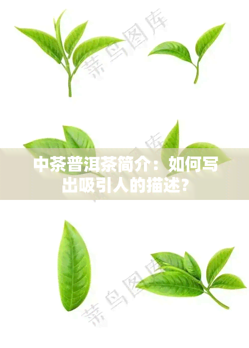 中茶普洱茶简介：如何写出吸引人的描述？