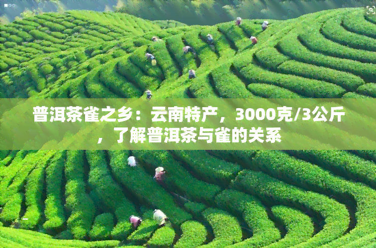 普洱茶雀之乡：云南特产，3000克/3公斤，了解普洱茶与雀的关系