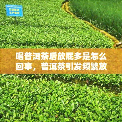 喝普洱茶后放屁多是怎么回事，普洱茶引发频繁放屁的原因解析