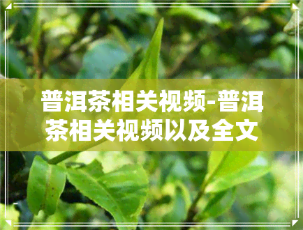 普洱茶相关视频-普洱茶相关视频以及全文读白