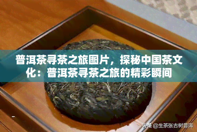 普洱茶寻茶之旅图片，探秘中国茶文化：普洱茶寻茶之旅的精彩瞬间