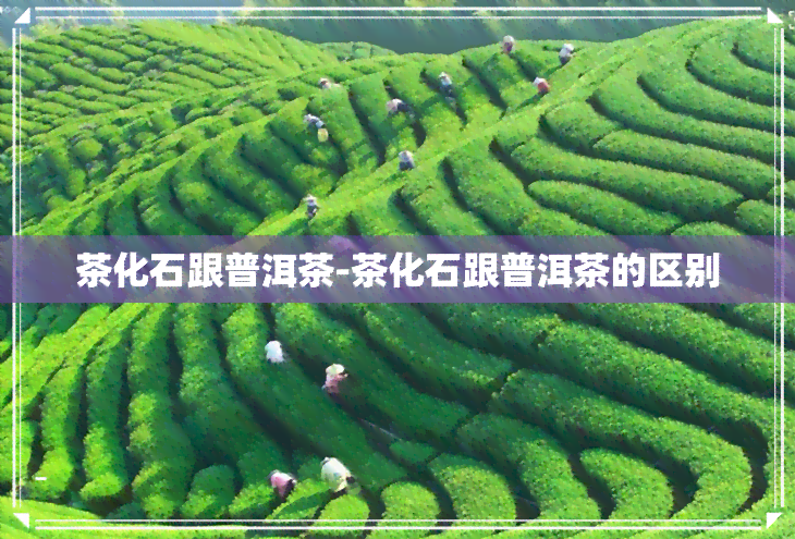 茶化石跟普洱茶-茶化石跟普洱茶的区别