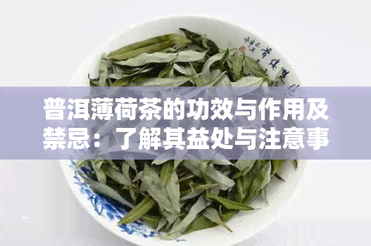 普洱薄荷茶的功效与作用及禁忌：了解其益处与注意事