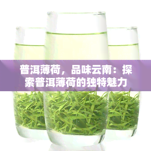 普洱薄荷，品味云南：探索普洱薄荷的独特魅力