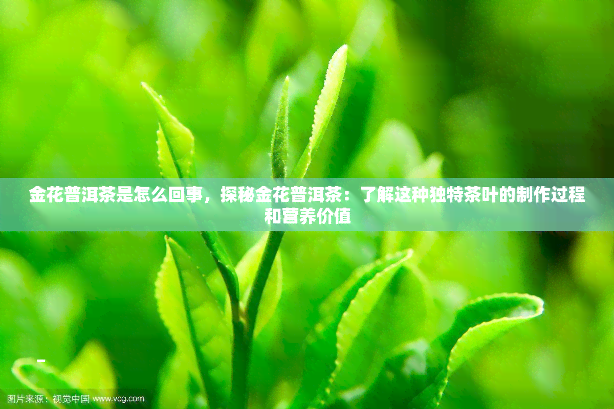 金花普洱茶是怎么回事，探秘金花普洱茶：了解这种独特茶叶的制作过程和营养价值