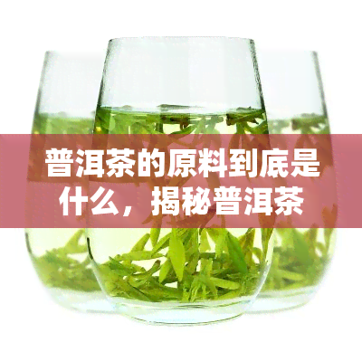 普洱茶的原料到底是什么，揭秘普洱茶的原料来源：你所不知道的事实