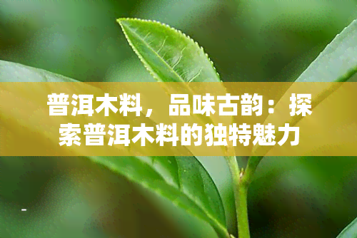 普洱木料，品味古韵：探索普洱木料的独特魅力