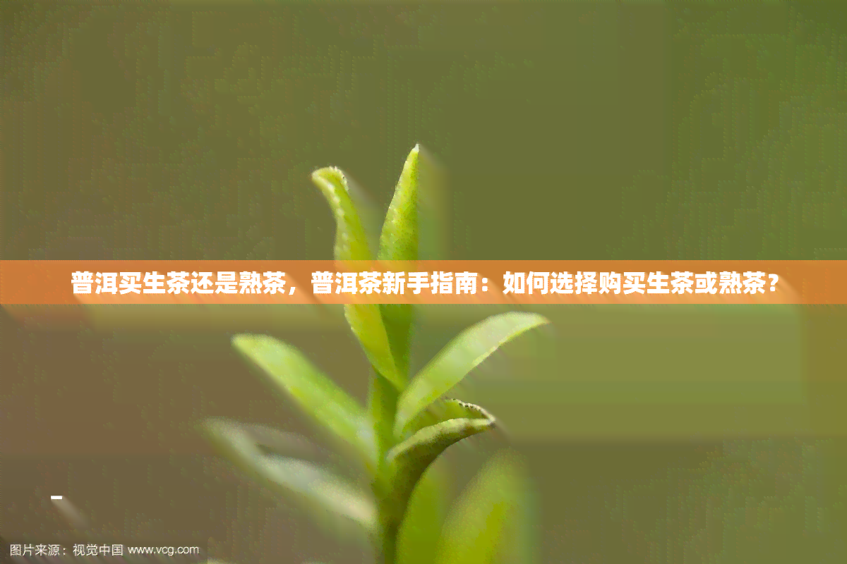 普洱买生茶还是熟茶，普洱茶新手指南：如何选择购买生茶或熟茶？