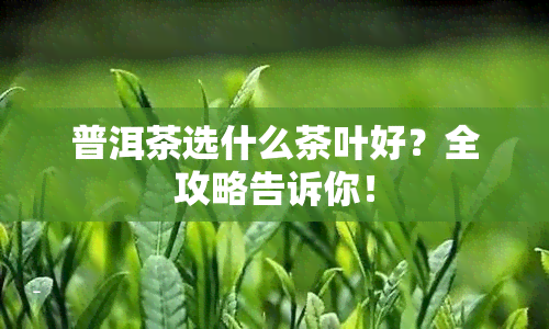 普洱茶选什么茶叶好？全攻略告诉你！