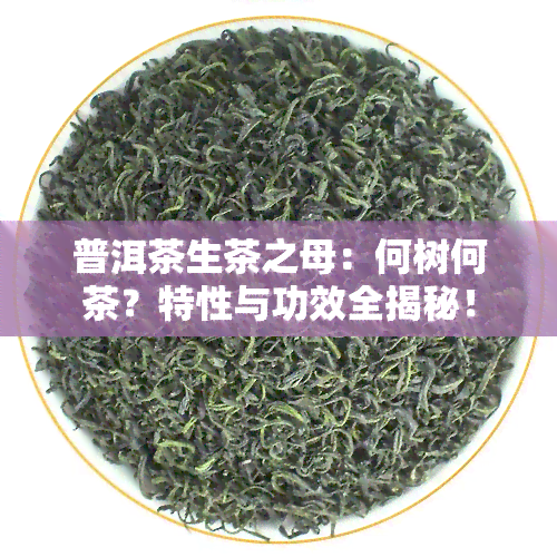 普洱茶生茶之母：何树何茶？特性与功效全揭秘！